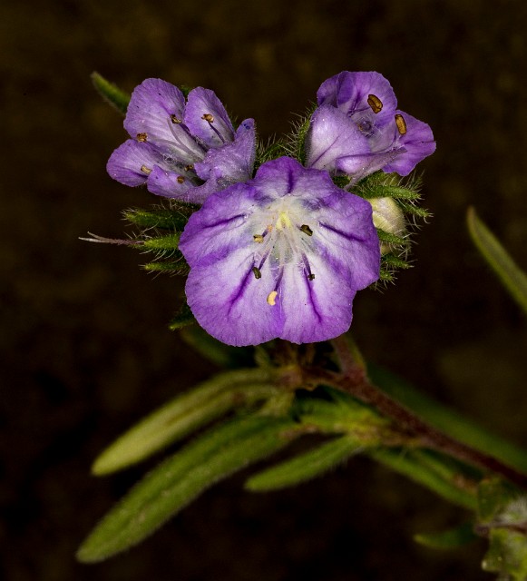 Phacelia linearis 18-9301.jpg
